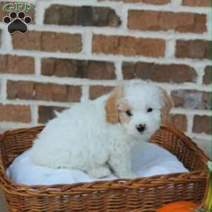 Cody, Cavapoo Puppy